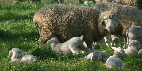 champ de moutons
