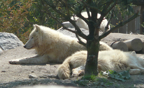 Loups blancs - zoo d\'Amnéville 2008