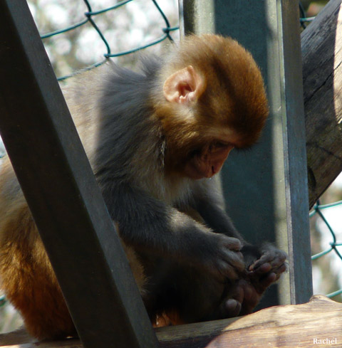 Macaque rhésus - zoo d\'Amnéville 2008