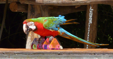 Perroquet sur des rollers - Spectacle du zoo d\'Amnéville