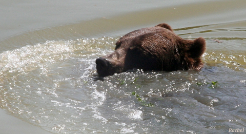 ours jouant avec une branche dans l\'eau