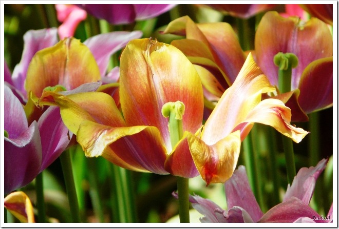 Tulipes bicolores