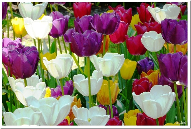 Tulipes multicolores