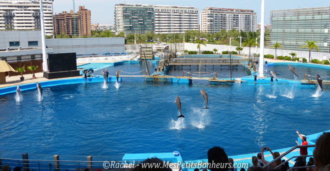 dauphins final spectacle oceanographic