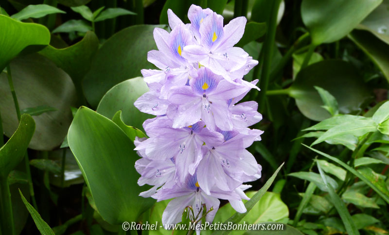fleur violette_Valombreuse_Guadeloupe