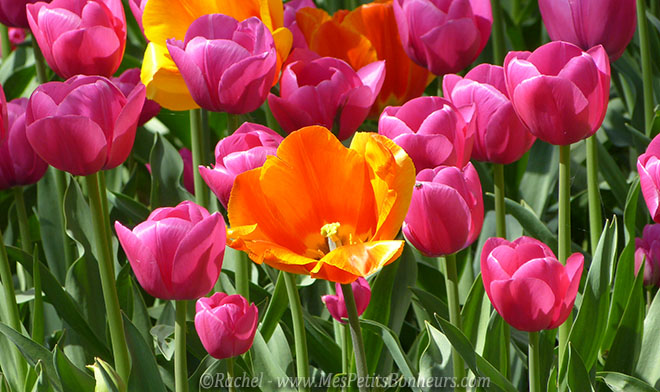 tulipes orange et mauves