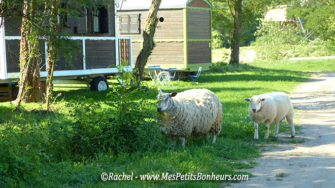 moutons du village