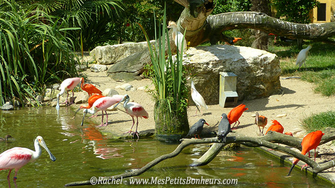 volière du Pal ibis spatules et autres oiseaux