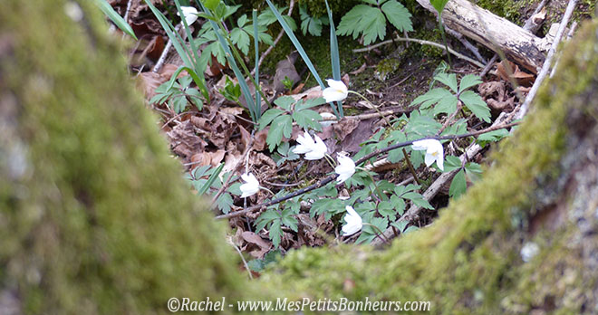 petites fleurs blanches dans les bois