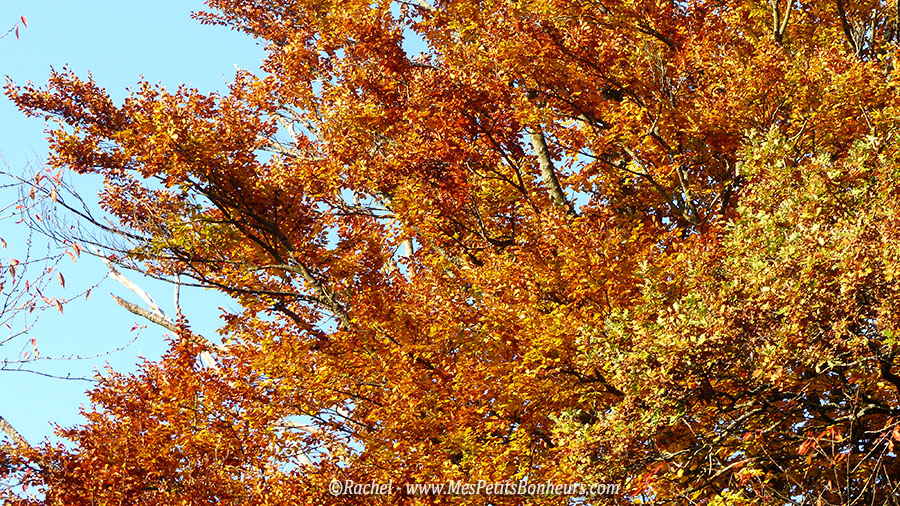 arbre automne flamboyant