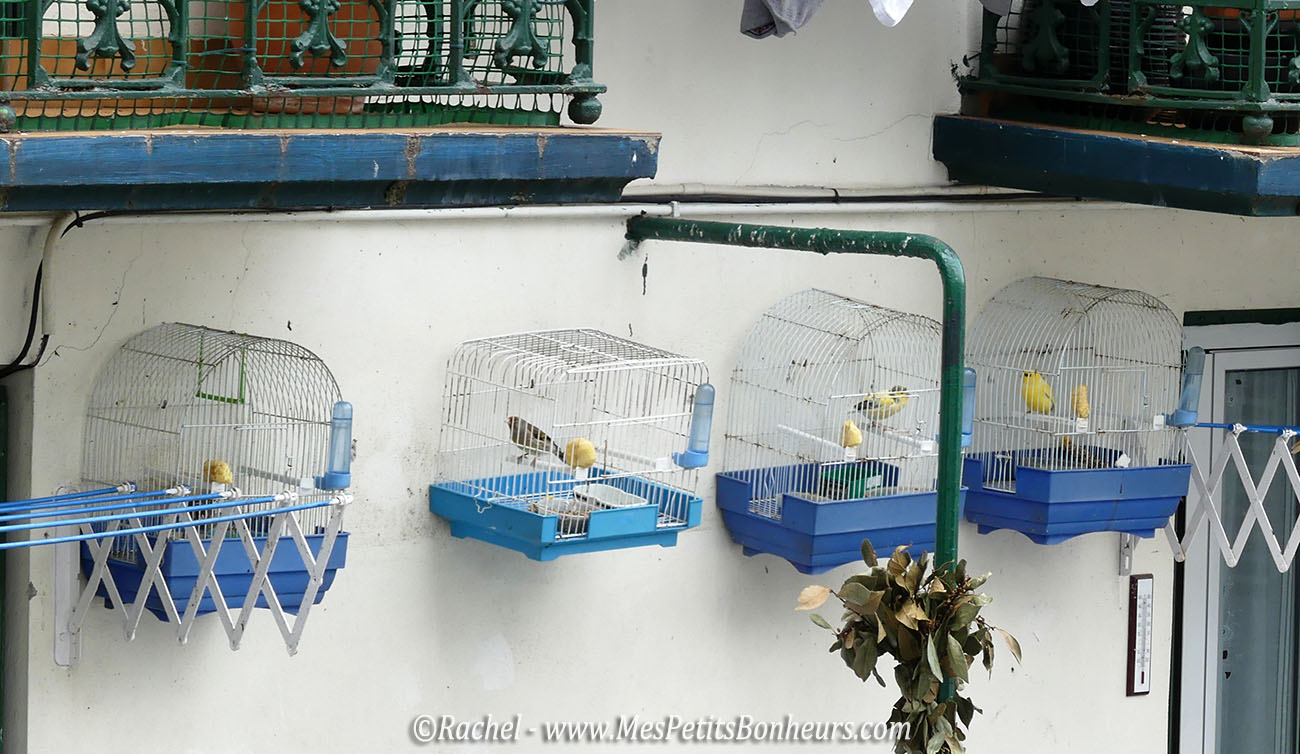 cages à oiseaux