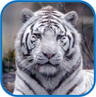 tigre blanc bengale amnéville