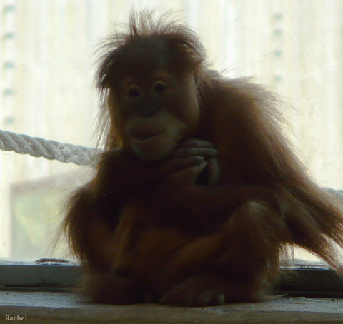 Bébé orang-outan - Zoo d\'Amnéville 2008