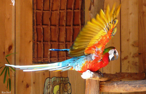 Spectacle des perroquets multicolores - Amnéville 2008