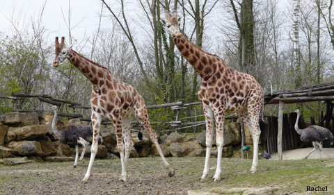 Couple de girafes de la plaine africaine
