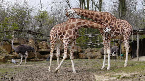 Girafes et autruches