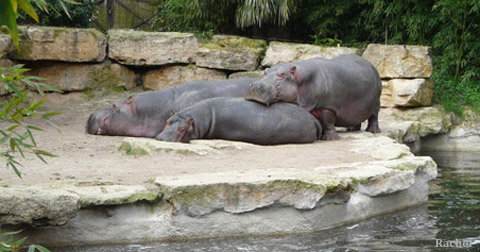 Enclos des hippopotames