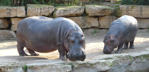 Réveil d\'hippopotames