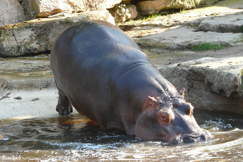 Bain de l\'hippopotame