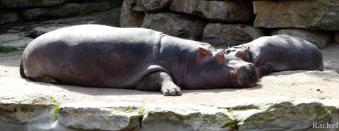 hippopotames endormis