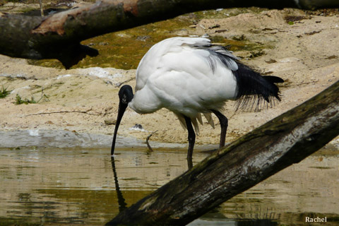 ibis sacré