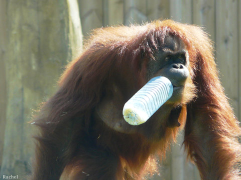 Orang-outan avec une bouteille 
