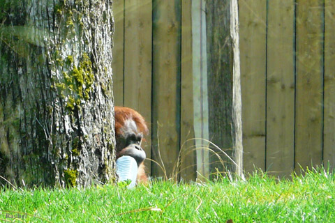 Orang-outan dans son parc à Amnéville