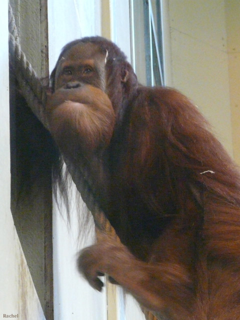 Orang-outan passant dans l\'autre salle de jeu