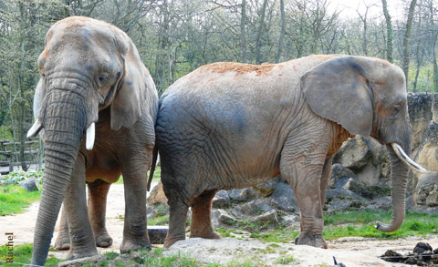 Couple d\'éléphants