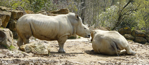 Couple de rhinoceros blancs