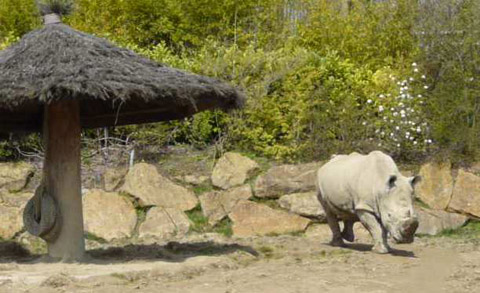 Rhinoceros quittant le parasol