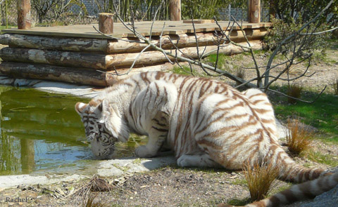 Tigre blanc au bord du bassin - Amnéville 2008