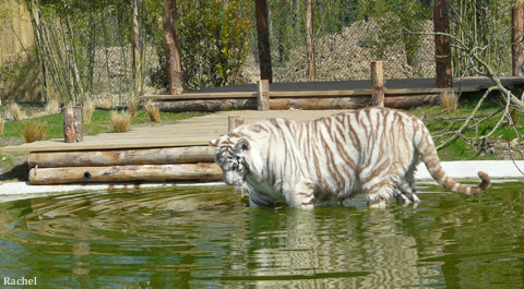 Tigre blanc dans l\'eau - Amnéville 2008