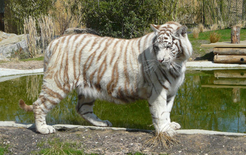 Tigre blanc dans son enclos - Amnéville 2008