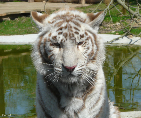 Tigre blanc - Amnéville 2008