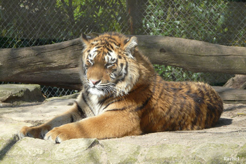Tigre - zoo d\'Amnéville 2008