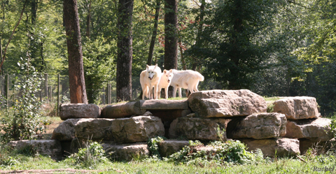Loups blancs sur les rochers