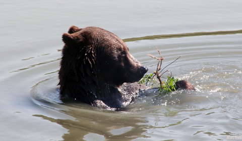 ours jouant avec une branche dans l\'eau