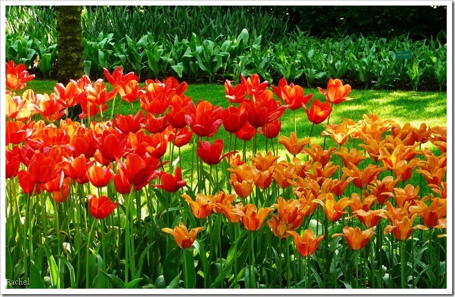 Tulipes rouges et orangées