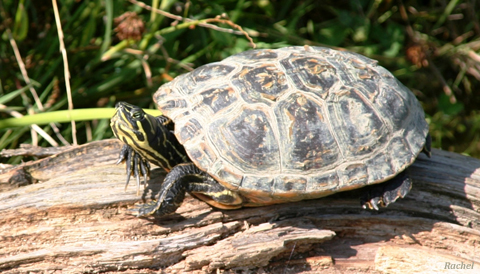 tortue au parc de Sainte-Croix