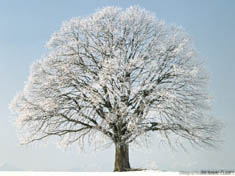 fond_ecran_arbre_neige_2