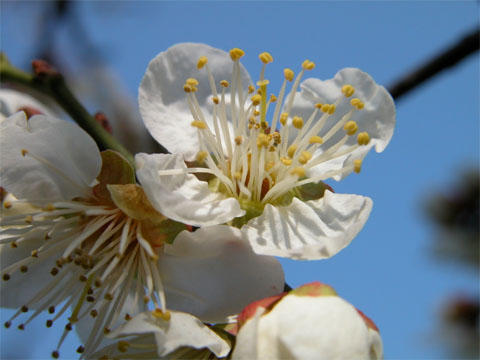 fond_ecran_printemps_fleur_arbre_fruitier