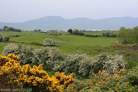 paysage_irlande