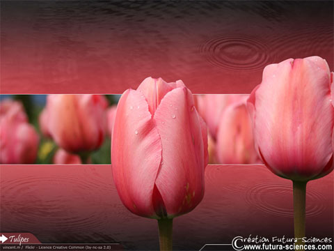 fond_ecran_tulipes