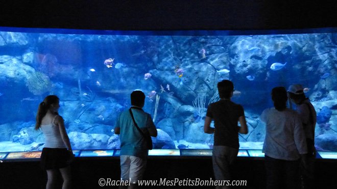 aquarium tropical oceanografic