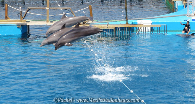 dauphins qui sautent