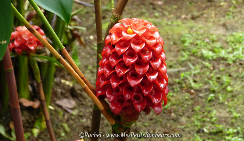 fleur exotique rouge orange_Valombreuse_Guadeloupe