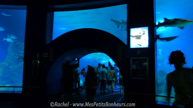 oceanografic tunnel et aquarium