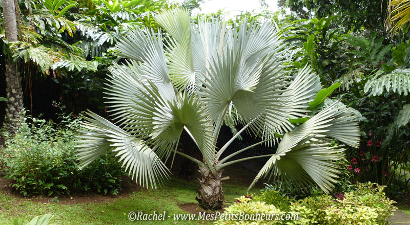 palmier argenté_domaine de Valombreuse_Guadeloupe