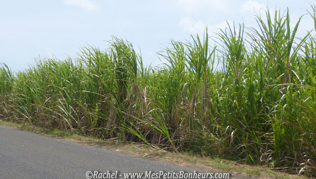 plantation de canne à sucre_Guadeloupe